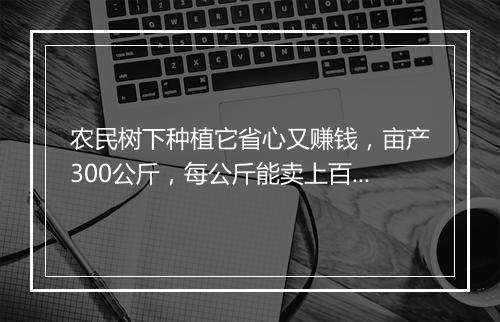 农民树下种植它省心又赚钱,亩产300公斤,每公斤能卖上百元!