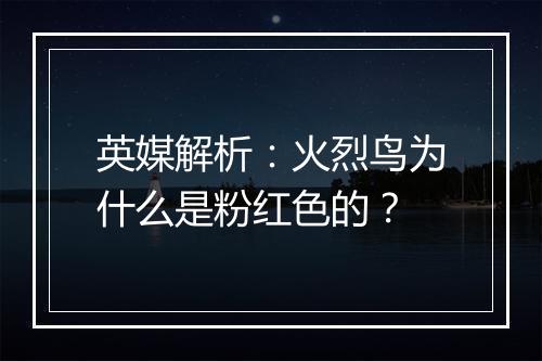 英媒解析:火烈鸟为什么是粉红色的?