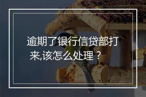 逾期了银行信贷部打 来,该怎么处理?