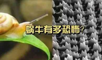 牙齿最多的动物是什么动物
