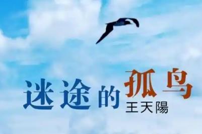 迷途的孤鸟歌词 迷途的孤鸟歌词完整版及表达的情感