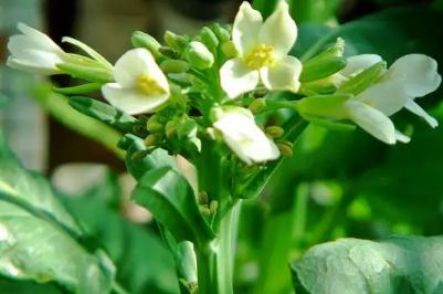 芥兰菜开花了还能吃吗？芥兰开白花能吃吗？ - www.4cbk.com