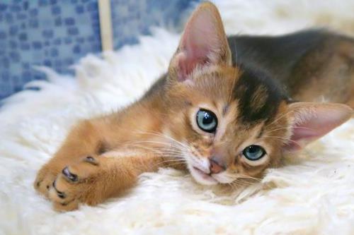 猫咪磨爪子是为了什么