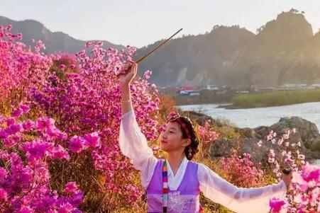 金达莱花歌词中文翻译