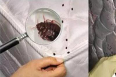 床垫上发现臭虫
