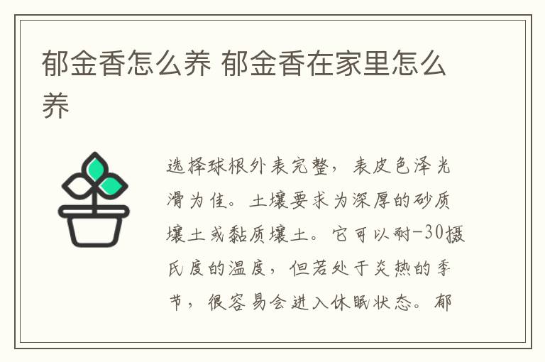 郁金香怎么养 郁金香水培好还是土培好