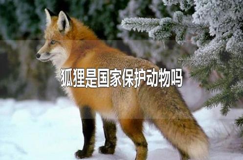 狐狸是国家保护动物吗？