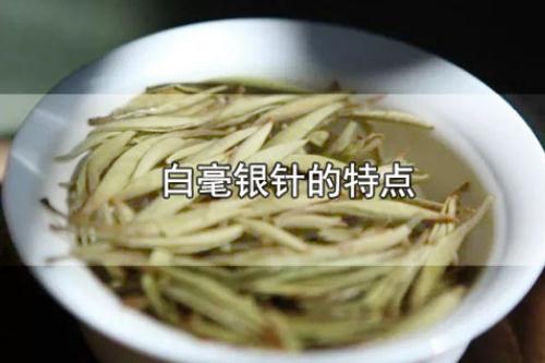 白毫银针的特点 白毫银针的保存方法
