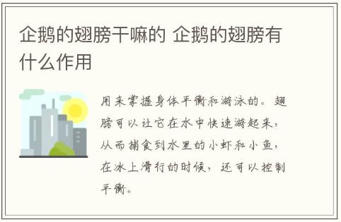 企鹅的翅膀干嘛的 企鹅的翅膀有什么作用