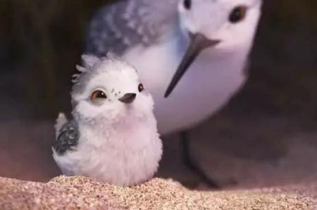 piper鹬怎么读？无声动画短片《Piper》的含义