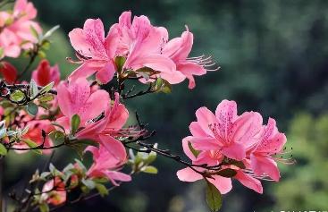 描写杜鹃花的优美句子