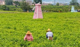 元江茉莉花茶的创始人背景是谁