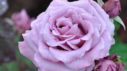 天津市的市花是什么 天津市的市花是什么花介绍