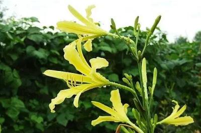 黄花菜为什么叫母亲花