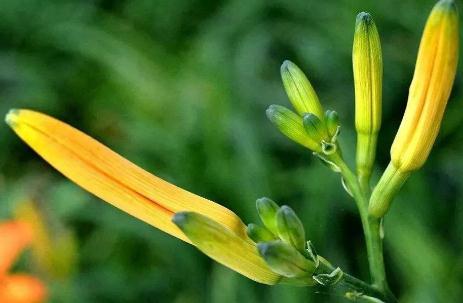 冷知识分享:为什么说忘忧草其实是黄花菜