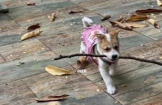 猛男捡树枝是什么梗