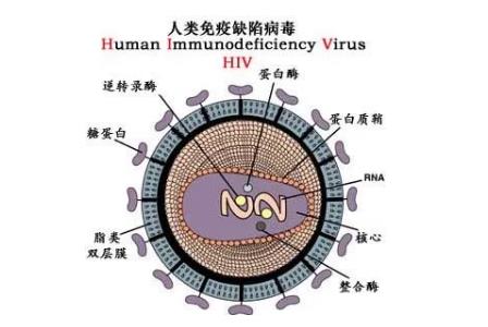 艾滋病的英文简称是aids那么hiv是什么 - www.4cbk.com