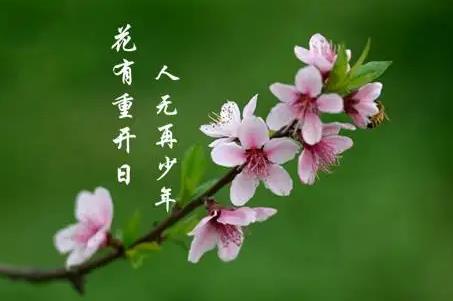 花下少年应笑我是什么意思？其下一句是什么