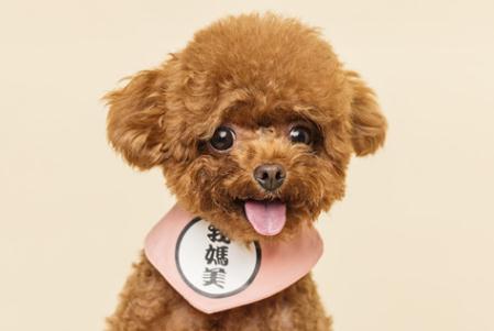 关于狗字开头的成语大全及解释