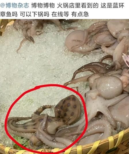 网友称吃火锅遇剧毒蓝环章鱼,其毒性强被咬一口即可致命